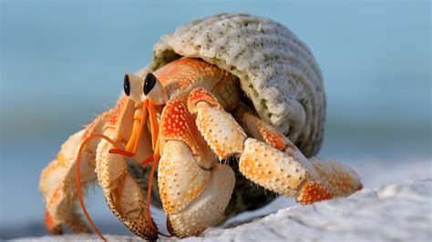 hermit crab pics|hermit crab images free.